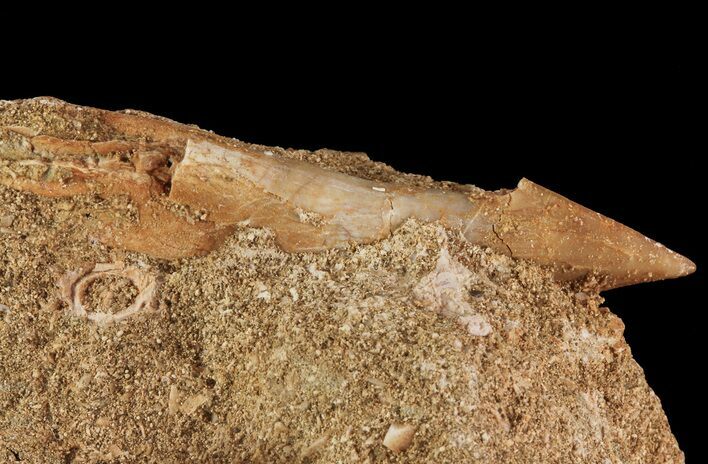 Bargain, Cretaceous Sawfish (Onchosaurus) Rostral Barb - Morocco #71775